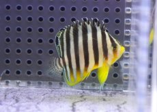 画像1: 【サマーセール10%OFFクーポン番号（10）対象商品 】【海水魚・ヤッコ】【通販】状態良好♪シマヤッコ（SMサイズ)(個体販売）（±5cm）No.1（生体）(海水魚) (1)