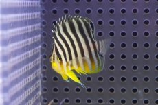 画像2: 【サマーセール10%OFFクーポン番号（10）対象商品 】【海水魚・ヤッコ】【通販】状態良好♪シマヤッコ（SMサイズ)(個体販売）（±5cm）No.1（生体）(海水魚) (2)