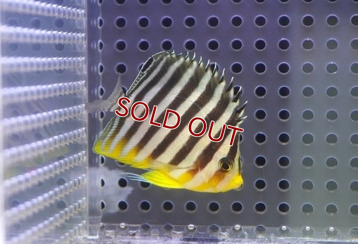 画像1: 【サマーセール10%OFFクーポン番号（10）対象商品 】【海水魚・ヤッコ】【通販】人工飼料OK♪シマヤッコ（SMサイズ)(個体販売）（±5.5cm）No.2（生体）(海水魚) (1)
