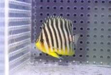 画像2: 【サマーセール10%OFFクーポン番号（10）対象商品 】【海水魚・ヤッコ】【通販】人工飼料OK♪シマヤッコ（SMサイズ)(個体販売）（±5.5cm）No.2（生体）(海水魚) (2)