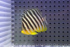 画像1: 【サマーセール10%OFFクーポン番号（10）対象商品 】【海水魚・ヤッコ】【通販】状態良好♪シマヤッコ（SMサイズ)(個体販売）（±5.5cm）No.3（生体）(海水魚) (1)