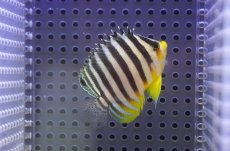 画像2: 【サマーセール10%OFFクーポン番号（10）対象商品 】【海水魚・ヤッコ】【通販】状態良好♪シマヤッコ（SMサイズ)(個体販売）（±5.5cm）No.3（生体）(海水魚) (2)