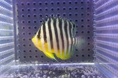 画像1: 【サマーセール10%OFFクーポン番号（10）対象商品 】【海水魚・ヤッコ】【通販】状態良好♪シマヤッコ（Mサイズ)(個体販売）（±6cm）No.4（生体）(海水魚) (1)