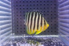 画像2: 【サマーセール10%OFFクーポン番号（10）対象商品 】【海水魚・ヤッコ】【通販】状態良好♪シマヤッコ（Mサイズ)(個体販売）（±6cm）No.4（生体）(海水魚) (2)