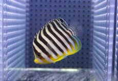 画像1: 【サマーセール10%OFFクーポン番号（10）対象商品 】【海水魚・ヤッコ】【通販】状態良好♪シマヤッコ（Mサイズ)(個体販売）（±6cm）No.5（生体）(海水魚) (1)