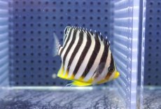 画像2: 【サマーセール10%OFFクーポン番号（10）対象商品 】【海水魚・ヤッコ】【通販】状態良好♪シマヤッコ（Mサイズ)(個体販売）（±6cm）No.5（生体）(海水魚) (2)