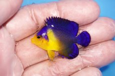 画像1: 【サマーセール10%OFFクーポン番号（10）対象商品 】【海水魚・ヤッコ】【通販】冷凍エサOk♪スミレヤッコ（Sサイズ）(個体販売）（±4cm）No.1（生体）(海水魚) (1)