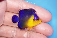 画像2: 【サマーセール10%OFFクーポン番号（10）対象商品 】【海水魚・ヤッコ】【通販】冷凍エサOk♪スミレヤッコ（Sサイズ）(個体販売）（±4cm）No.1（生体）(海水魚) (2)