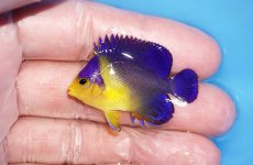 画像1: 【サマーセール10%OFFクーポン番号（10）対象商品 】【海水魚・ヤッコ】【通販】冷凍エサOk♪スミレヤッコ（Sサイズ）(個体販売）（±4cm）No.2（生体）(海水魚) (1)