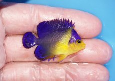 画像2: 【サマーセール10%OFFクーポン番号（10）対象商品 】【海水魚・ヤッコ】【通販】冷凍エサOk♪スミレヤッコ（Sサイズ）(個体販売）（±4cm）No.2（生体）(海水魚) (2)