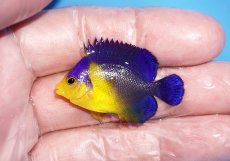 画像1: 【サマーセール10%OFFクーポン番号（10）対象商品 】【海水魚・ヤッコ】【通販】冷凍エサOk♪スミレヤッコ（Sサイズ）(個体販売）（±4cm）No.3（生体）(海水魚) (1)