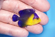 画像2: 【サマーセール10%OFFクーポン番号（10）対象商品 】【海水魚・ヤッコ】【通販】冷凍エサOk♪スミレヤッコ（Sサイズ）(個体販売）（±4cm）No.3（生体）(海水魚) (2)