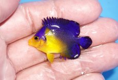 画像1: 【サマーセール10%OFFクーポン番号（10）対象商品 】【海水魚・ヤッコ】【通販】冷凍エサOk♪スミレヤッコ（Sサイズ）(個体販売）（±4cm）No.4（生体）(海水魚) (1)