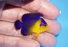 画像2: 【サマーセール10%OFFクーポン番号（10）対象商品 】【海水魚・ヤッコ】【通販】冷凍エサOk♪スミレヤッコ（Sサイズ）(個体販売）（±4cm）No.4（生体）(海水魚) (2)