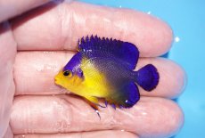 画像1: 【サマーセール10%OFFクーポン番号（10）対象商品 】【海水魚・ヤッコ】【通販】冷凍エサOk♪スミレヤッコ（Sサイズ）(個体販売）（±4cm）No.5（生体）(海水魚) (1)