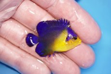 画像2: 【サマーセール10%OFFクーポン番号（10）対象商品 】【海水魚・ヤッコ】【通販】冷凍エサOk♪スミレヤッコ（Sサイズ）(個体販売）（±4cm）No.5（生体）(海水魚) (2)