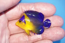 画像1: 【サマーセール10%OFFクーポン番号（10）対象商品 】【海水魚・ヤッコ】【通販】人工飼料ＯＫ♪スミレヤッコ（Sサイズ）(個体販売）（±4cm）No.6（生体）(海水魚) (1)