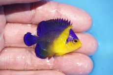 画像2: 【サマーセール10%OFFクーポン番号（10）対象商品 】【海水魚・ヤッコ】【通販】人工飼料ＯＫ♪スミレヤッコ（Sサイズ）(個体販売）（±4cm）No.6（生体）(海水魚) (2)