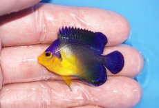画像1: 【サマーセール10%OFFクーポン番号（10）対象商品 】【海水魚・ヤッコ】【通販】人工飼料ＯＫ♪スミレヤッコ（Sサイズ）(個体販売）（±4cm）No.7（生体）(海水魚) (1)