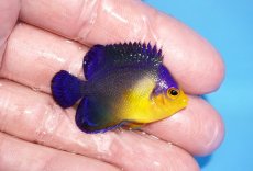 画像2: 【サマーセール10%OFFクーポン番号（10）対象商品 】【海水魚・ヤッコ】【通販】人工飼料ＯＫ♪スミレヤッコ（Sサイズ）(個体販売）（±4cm）No.7（生体）(海水魚) (2)