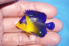 画像1: 【サマーセール10%OFFクーポン番号（10）対象商品 】【海水魚・ヤッコ】【通販】人工飼料ＯＫ♪スミレヤッコ（Sサイズ）(個体販売）（±4.5cm）No.8（生体）(海水魚) (1)