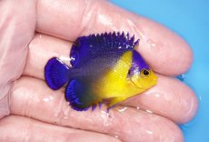 画像2: 【サマーセール10%OFFクーポン番号（10）対象商品 】【海水魚・ヤッコ】【通販】人工飼料ＯＫ♪スミレヤッコ（Sサイズ）(個体販売）（±4.5cm）No.8（生体）(海水魚) (2)