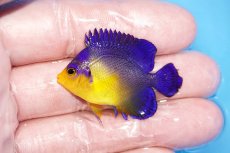 画像1: 【サマーセール10%OFFクーポン番号（10）対象商品 】【海水魚・ヤッコ】【通販】人工飼料ＯＫ♪スミレヤッコ（Sサイズ）(個体販売）（±4cm）No.9（生体）(海水魚) (1)