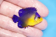 画像2: 【サマーセール10%OFFクーポン番号（10）対象商品 】【海水魚・ヤッコ】【通販】人工飼料ＯＫ♪スミレヤッコ（Sサイズ）(個体販売）（±4cm）No.9（生体）(海水魚) (2)