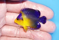 画像1: 【サマーセール10%OFFクーポン番号（10）対象商品 】【海水魚・ヤッコ】【通販】状態良好♪スミレヤッコ（Sサイズ）(個体販売）（±4.5cm）No.10（生体）(海水魚) (1)
