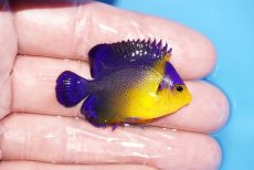 画像2: 【サマーセール10%OFFクーポン番号（10）対象商品 】【海水魚・ヤッコ】【通販】状態良好♪スミレヤッコ（Sサイズ）(個体販売）（±4.5cm）No.10（生体）(海水魚) (2)