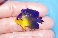 画像1: 【サマーセール10%OFFクーポン番号（10）対象商品 】【海水魚・ヤッコ】【通販】ワケあり特価！冷凍エサOk♪スミレヤッコ（XSサイズ）(個体販売）（±3.5cm）No.11（生体）(海水魚) (1)