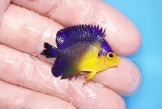 画像2: 【サマーセール10%OFFクーポン番号（10）対象商品 】【海水魚・ヤッコ】【通販】ワケあり特価！冷凍エサOk♪スミレヤッコ（XSサイズ）(個体販売）（±3.5cm）No.11（生体）(海水魚) (2)