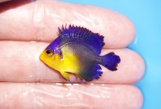 画像1: 【サマーセール10%OFFクーポン番号（10）対象商品 】【海水魚・ヤッコ】【通販】ワケあり特価！状態良好♪スミレヤッコ（XSサイズ）(個体販売）（±3.5cm）No.12（生体）(海水魚) (1)