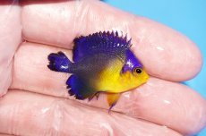 画像2: 【サマーセール10%OFFクーポン番号（10）対象商品 】【海水魚・ヤッコ】【通販】ワケあり特価！状態良好♪スミレヤッコ（XSサイズ）(個体販売）（±3.5cm）No.12（生体）(海水魚) (2)