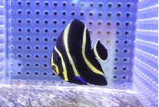 画像1: 【海水魚・ヤッコ】【通販】人工飼料爆食い♪フレンチエンゼル（SM)(個体販売）（±5.5cm） No.10（生体）(海水魚) (1)