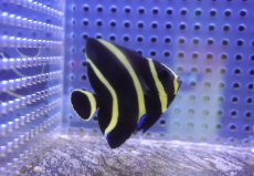 画像2: 【海水魚・ヤッコ】【通販】人工飼料爆食い♪フレンチエンゼル（SM)(個体販売）（±5.5cm） No.10（生体）(海水魚) (2)