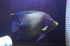 画像1: 【海水魚・ヤッコ】【通販】人工飼料OK♪サザナミヤッコ（インド洋産/XLサイズ）(個体販売）（±23-24cm） No.1（生体）(海水魚) (1)