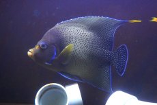 画像2: 【海水魚・ヤッコ】【通販】人工飼料OK♪サザナミヤッコ（インド洋産/XLサイズ）(個体販売）（±23-24cm） No.1（生体）(海水魚) (2)