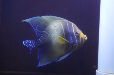 画像1: 【海水魚・ヤッコ】【通販】人工飼料OK♪サザナミヤッコ（インド洋産/Lサイズ）(個体販売）（±18-19cm） No.2（生体）(海水魚) (1)