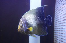 画像2: 【海水魚・ヤッコ】【通販】人工飼料OK♪サザナミヤッコ（インド洋産/Lサイズ）(個体販売）（±18-19cm） No.2（生体）(海水魚) (2)