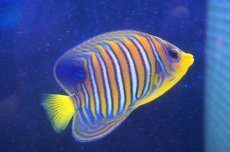 画像1: 【海水魚・ヤッコ】【通販】人工飼料爆食い♪【モルディブ産】インドニシキヤッコ（SMサイズ）(個体販売）（±9.5cm） （生体）(海水魚) (1)
