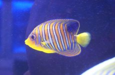 画像2: 【海水魚・ヤッコ】【通販】人工飼料爆食い♪【モルディブ産】インドニシキヤッコ（SMサイズ）(個体販売）（±9.5cm） （生体）(海水魚) (2)