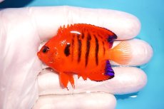 画像1: 【海水魚・ヤッコ】【通販】状態良好♪【クリスマス島産】フレームエンゼル（M）(個体販売）（±6.5cm） No.1（生体）(海水魚) (1)