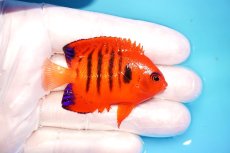 画像2: 【海水魚・ヤッコ】【通販】状態良好♪【クリスマス島産】フレームエンゼル（M）(個体販売）（±6.5cm） No.1（生体）(海水魚) (2)