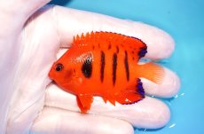 画像1: 【海水魚・ヤッコ】【通販】状態良好♪【クリスマス島産】フレームエンゼル（M）(個体販売）（±6.5cm） No.2（生体）(海水魚) (1)