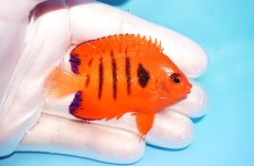 画像2: 【海水魚・ヤッコ】【通販】状態良好♪【クリスマス島産】フレームエンゼル（M）(個体販売）（±6.5cm） No.2（生体）(海水魚) (2)
