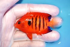 画像1: 【海水魚・ヤッコ】【通販】状態良好♪【クリスマス島産】フレームエンゼル（M）(個体販売）（±6.5cm） No.3（生体）(海水魚) (1)