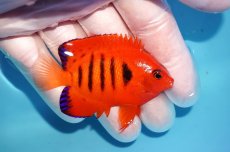 画像2: 【海水魚・ヤッコ】【通販】状態良好♪【クリスマス島産】フレームエンゼル（M）(個体販売）（±6.5cm） No.4（生体）(海水魚) (2)
