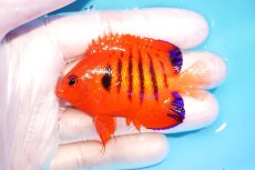 画像1: 【海水魚・ヤッコ】【通販】状態良好♪【クリスマス島産】フレームエンゼル（M）(個体販売）（±6.5cm） No.5（生体）(海水魚) (1)