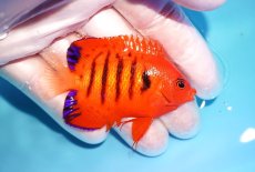画像2: 【海水魚・ヤッコ】【通販】状態良好♪【クリスマス島産】フレームエンゼル（M）(個体販売）（±6.5cm） No.5（生体）(海水魚) (2)